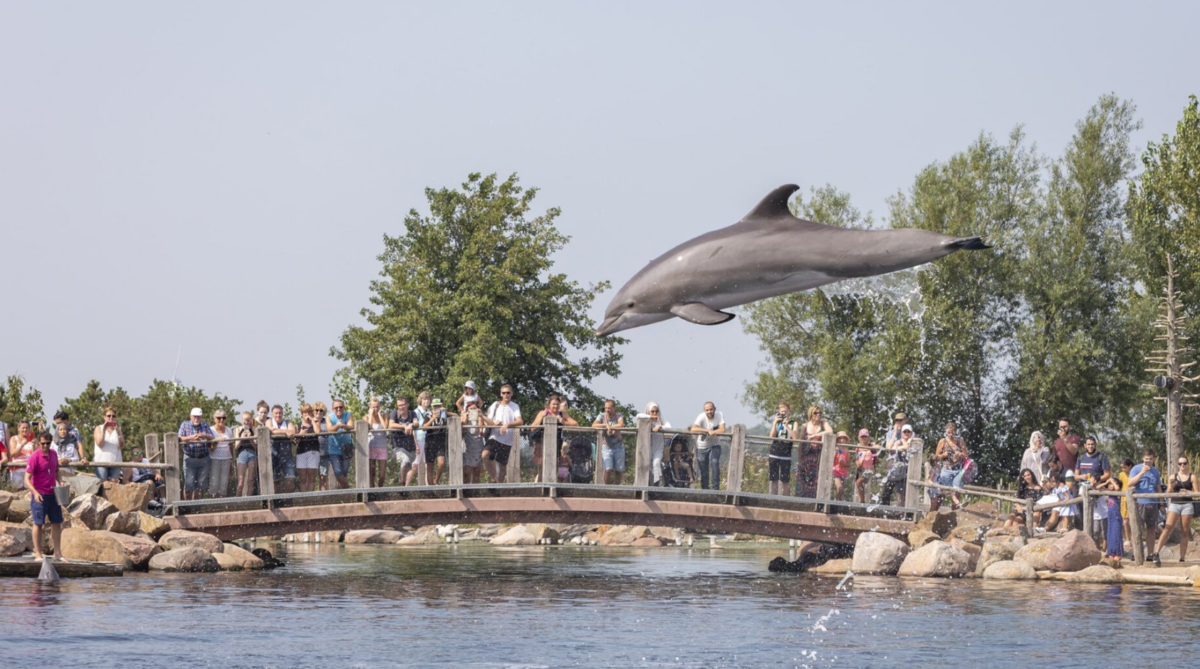 Dolfinarium Harderwijk &bull; DBK.nl - Masters in Online Business | Websites op maat